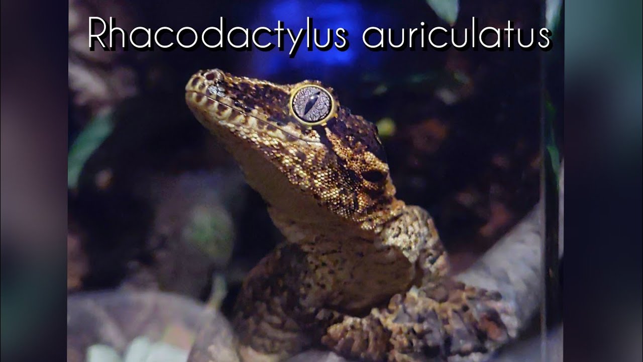 Rhacodactylus auriculatus - Der Höckerkopfgecko und sein Terrarium