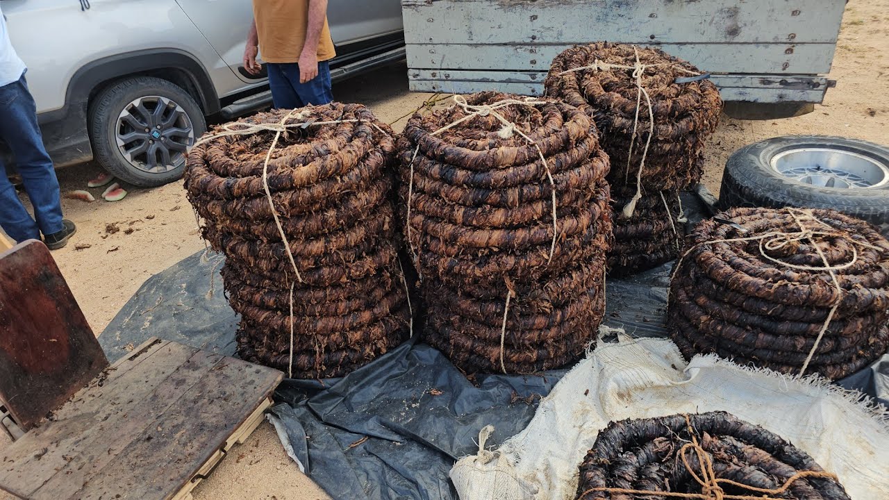 Feira do fumo em Arapiraca Al, dia 26/01/2026.