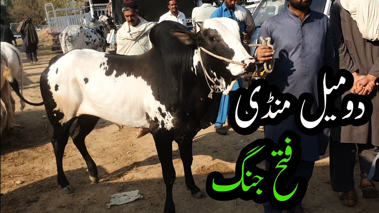 Domail Mandi Fatehjang |  | Cattle Farming | Animals for Qurbani Eid ul Adha 2023 | Livestock cows||