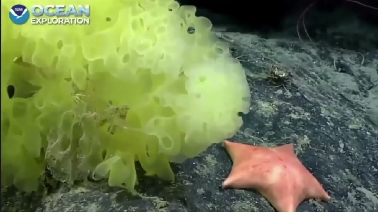 SpongeBob SquarePants In Real Life ft. Patrick Star
