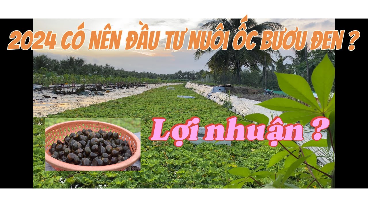 2024 có nên đầu tư nuôi ốc bươu đen? Mô hình nuôi ốc từ ruộng lúa.