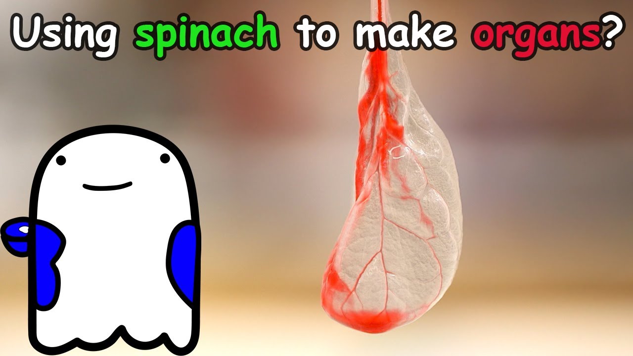 How Spinach Can Help Solve The Organ Donation Crisis. Scuffed Science #2