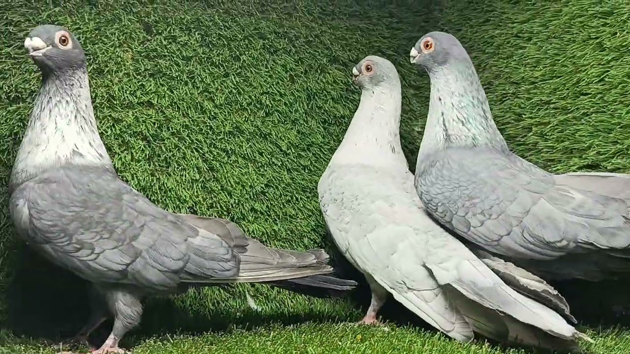 اهداء للراغبين الاسكندريه 01223107799/01010470818