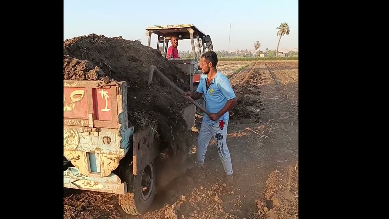 شوف وضع السباخ البلدي للأرض الزراعيه تجهيز لزراعة البطاطس 