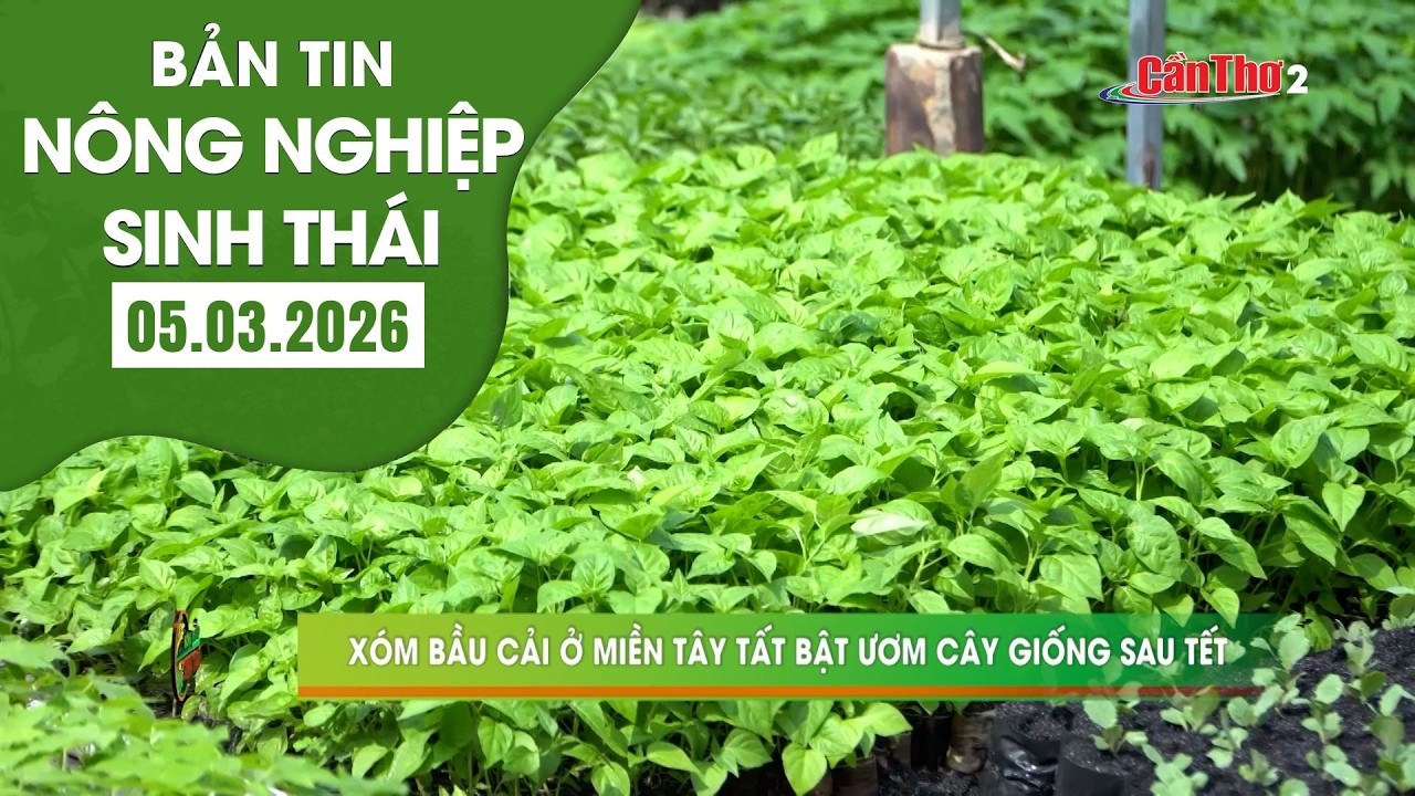 Xóm bầu cải ở miền Tây tất bật ươm cây giống sau Tết | NNST 05.3.2026