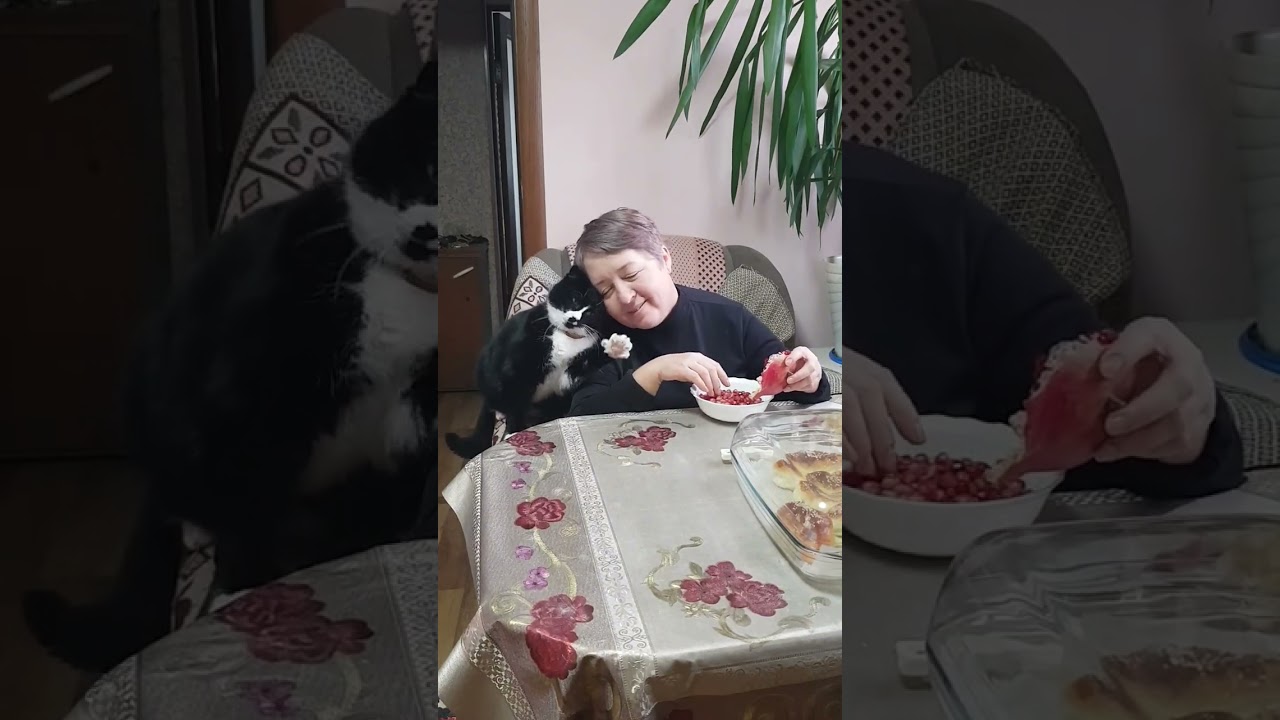 Кошачьи нежности