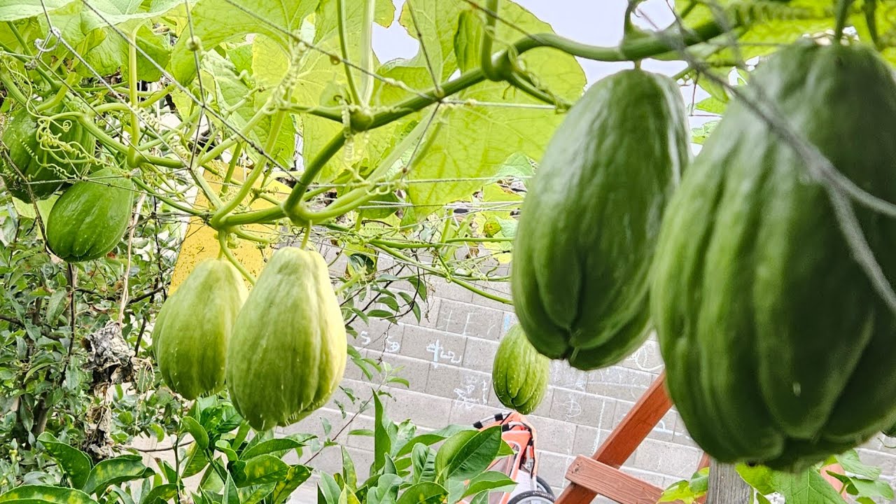 Chayote/guisquil preguntas y respuestas#jardin #chayote #preguntasyrespuestas #huertocasero