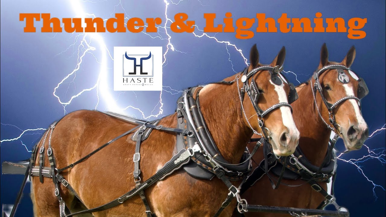 Beauty and Power: Thunder & Lightning Belgian Working Draft Horse Team for Sale Call 606-303-5669