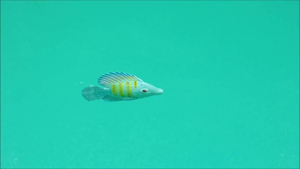 Swim Ways Rainbow Reef Swimming Mechanical Fish