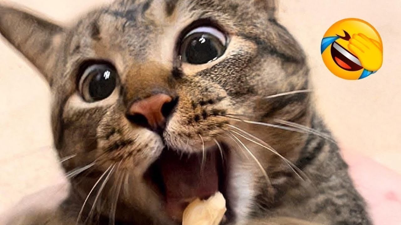 مقاطع مضحكه من القلب للقلب مع 🐱 لما القطط تقرر تعمل مصيبة!
