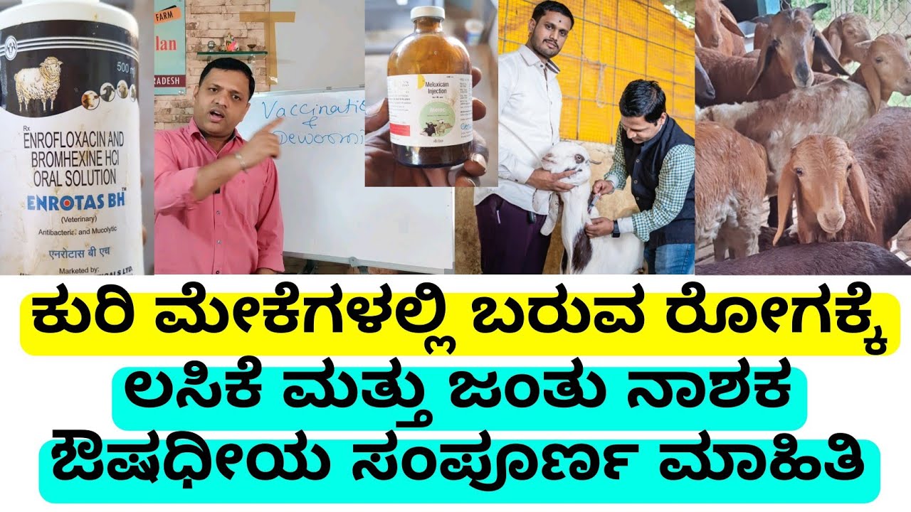 7447437717 ಕುರಿ ಮೇಕೆಗಳಲ್ಲಿ ಬರುವ ರೋಗಕ್ಕೆ ಲಸಿಕೆ ಮತ್ತು ಜಂತು ನಾಶಕ ಔಷಧೀಯ ಸಂಪೂರ್ಣ ಮಾಹಿತಿ |vaccines informa