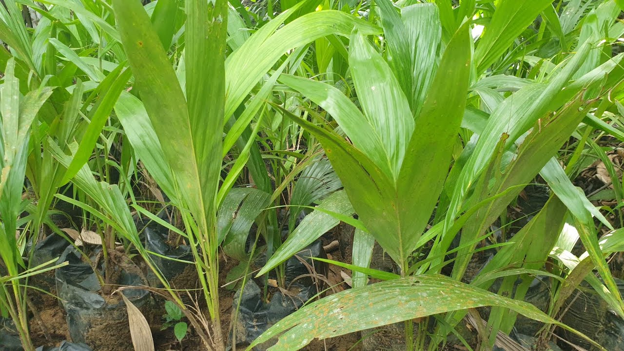 Oil Palm Nursery in Cameroon, Africa. He has been doing it for more than 45 years.