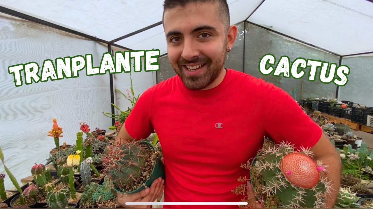REGRESAMOS A YOUTUBE 🥳🥳/ transplantando mis primeros CACTUS de semilla