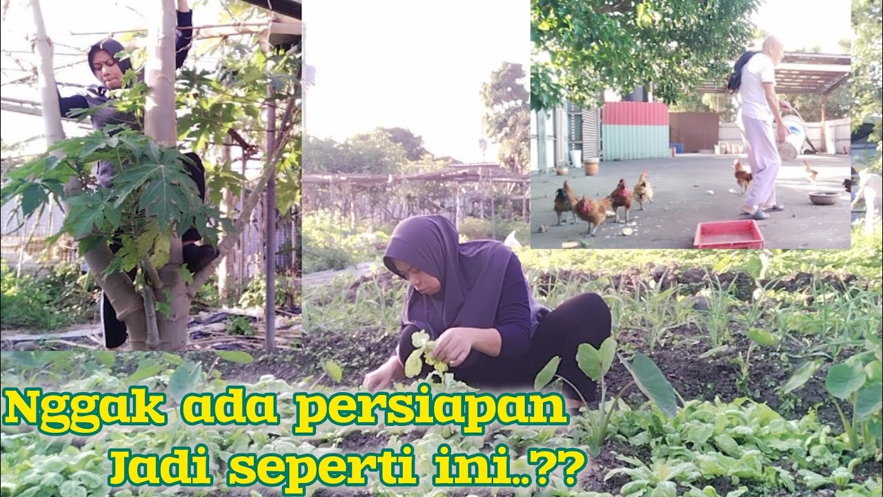 NGGAK ADA PERSIAPAN‼️ METIK BUAH PEPAYA DAN SAYURAN SAMPAI JATUH 