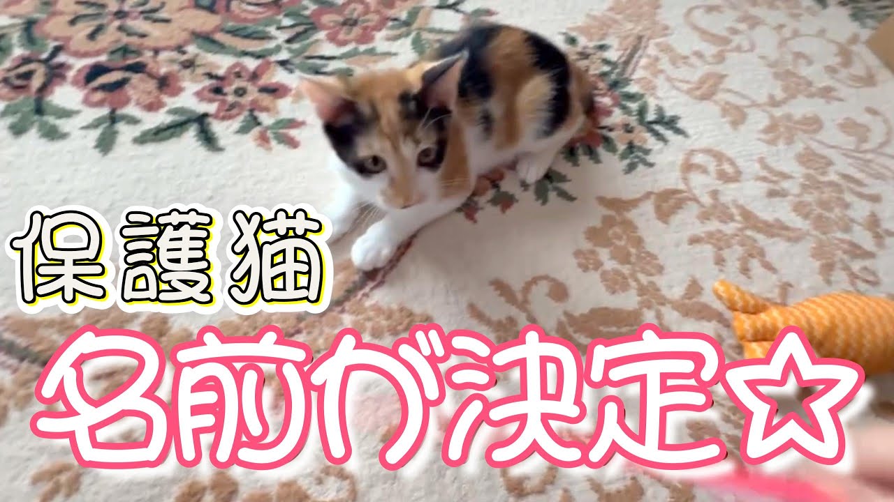 #保護猫を迎えました #里親になりました #名前決定 #猫のいる暮らし #子猫 #子猫日記  #猫動画 #三毛猫 #三毛猫子猫 #三毛猫好き #猫好きさんと繋がりたい 