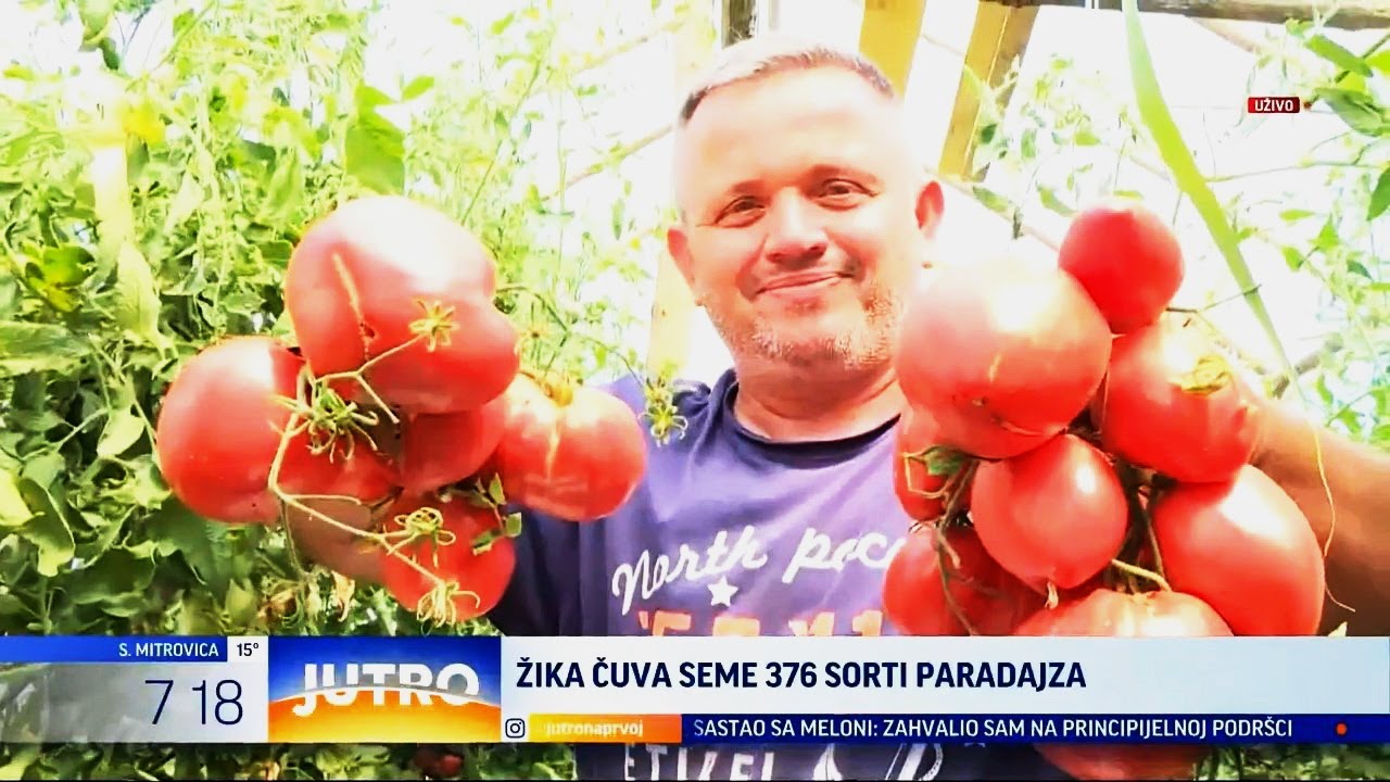 Jutarnje uključenje za TV PRVA - Žika čuva seme 376 sorti paradajza (TV KCN 06.08.2025)
