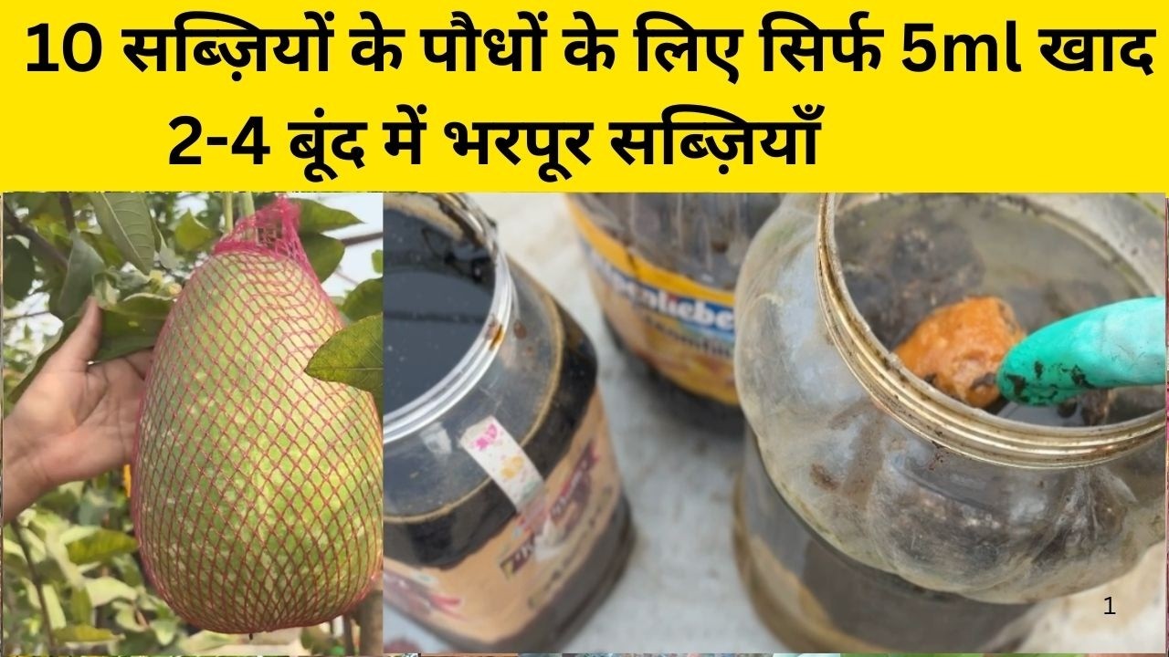 2-4 बूंद की ये खाद डालते ही सब्ज़ियों की बारिश 😲 | Most Powerful Homemade Fertilizer