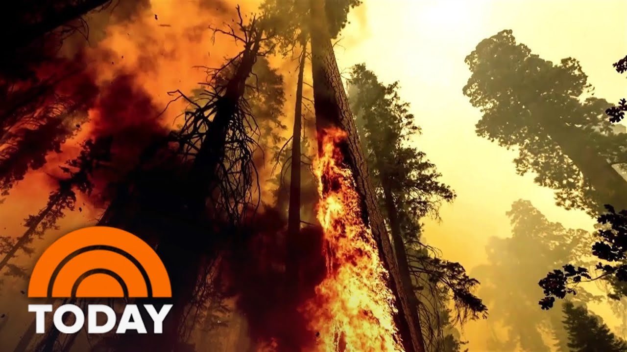 Efforts Underway To Save Giant Sequoia Trees From California Wildfires