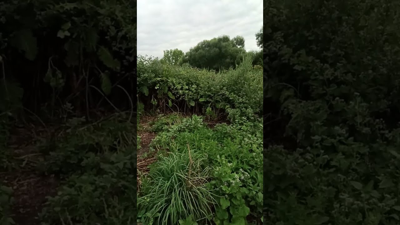 Результат покосов без сбора