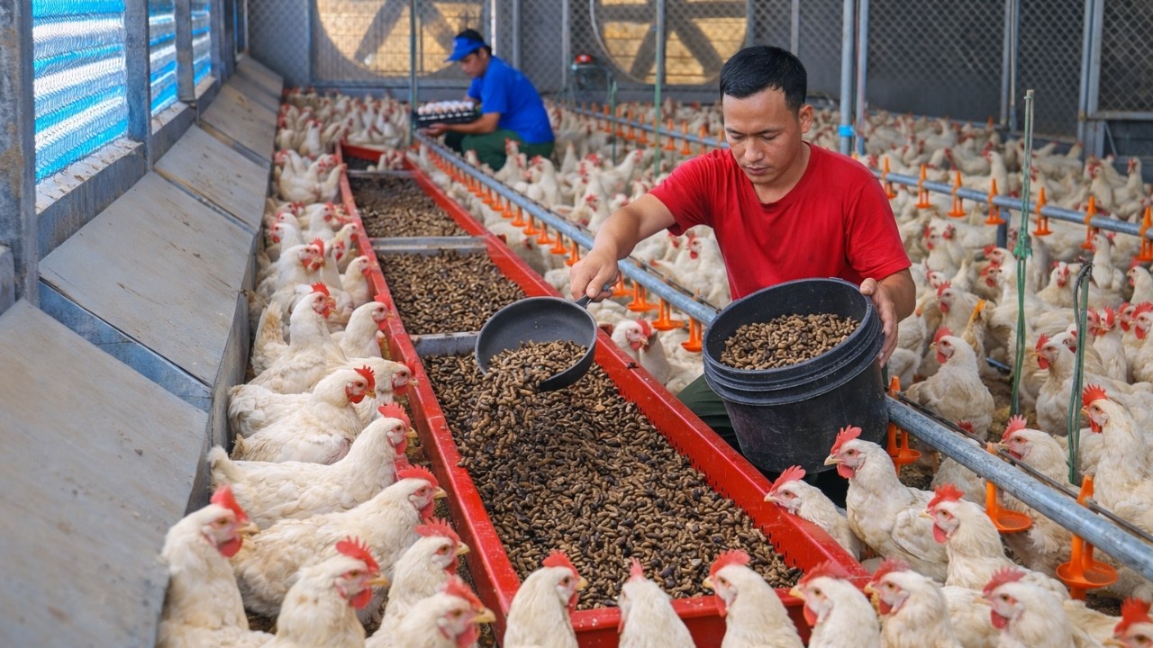 High-Performance Guidelines for Using Black Soldier Fly Larvae in Poultry and Aquaculture Farming