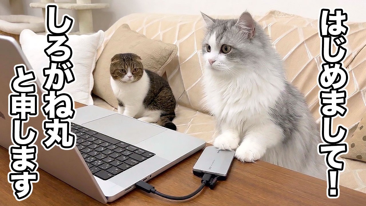 ママの妹がリモート会議中に席を外すと代わりに参加しちゃった子猫が可愛い！