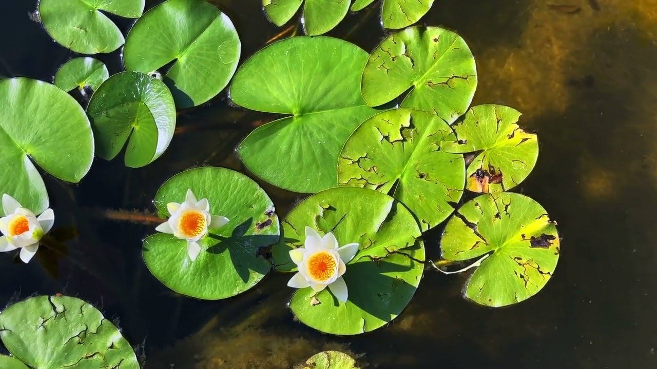 A Meditation on Divine Strength