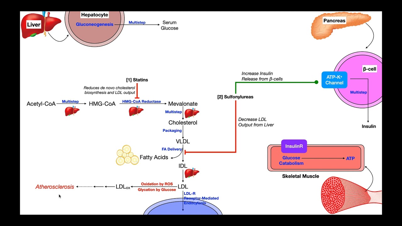 Cardiac Pharmacology [Part 1] | Statins & Diabetics Drugs