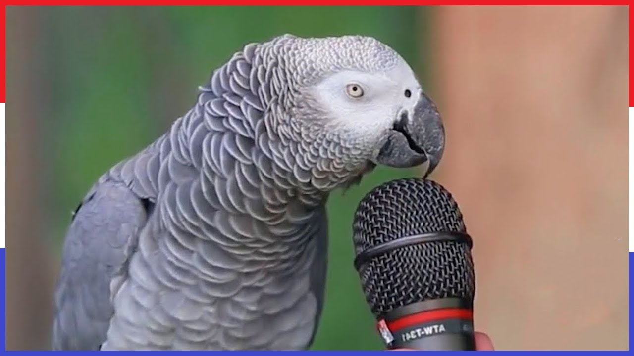 Top 5 Dieren Die Woorden Kunnen Zeggen