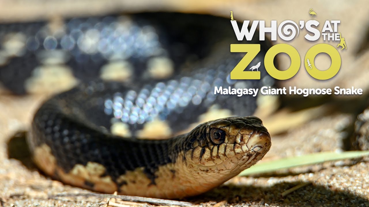 Malagasy Giant Hognose Snake | Who’s at the Zoo #7 | Drayton Manor Resort