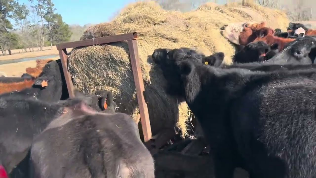Dinner bell rings loud when it’s wrapped in net wrap. Hay day on Dad,Lad&Lassie 