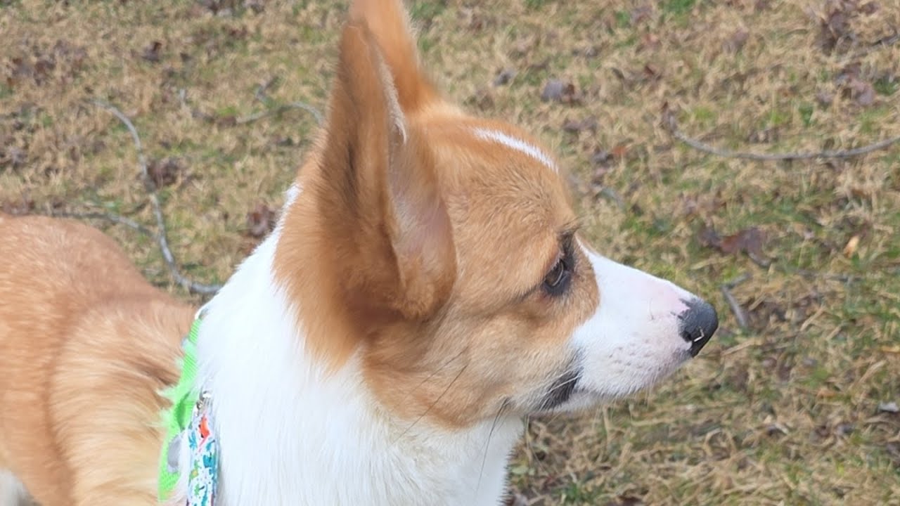 Small Steps Live!  Corgi Puppy walk