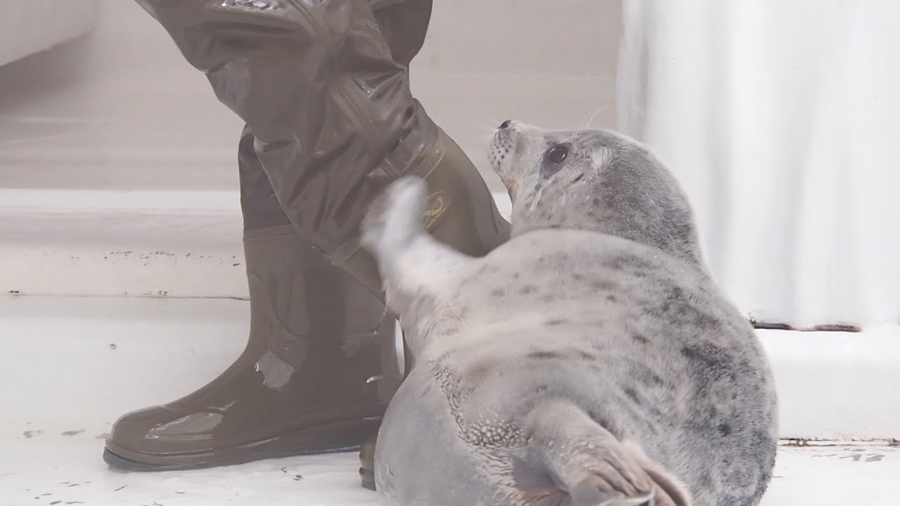 遊ばないと飼育員さんを噛んじゃう白銀のワモンアザラシのミゾレちゃん