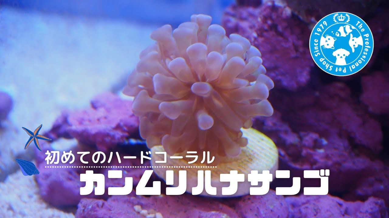 【海水魚水槽（初心者）】ハードコーラルにチャレンジしました