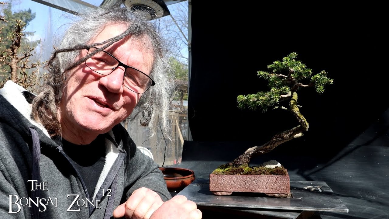Repotting My Birds Nest Spruce and a Firethorn, The Bonsai Zone, April 2025