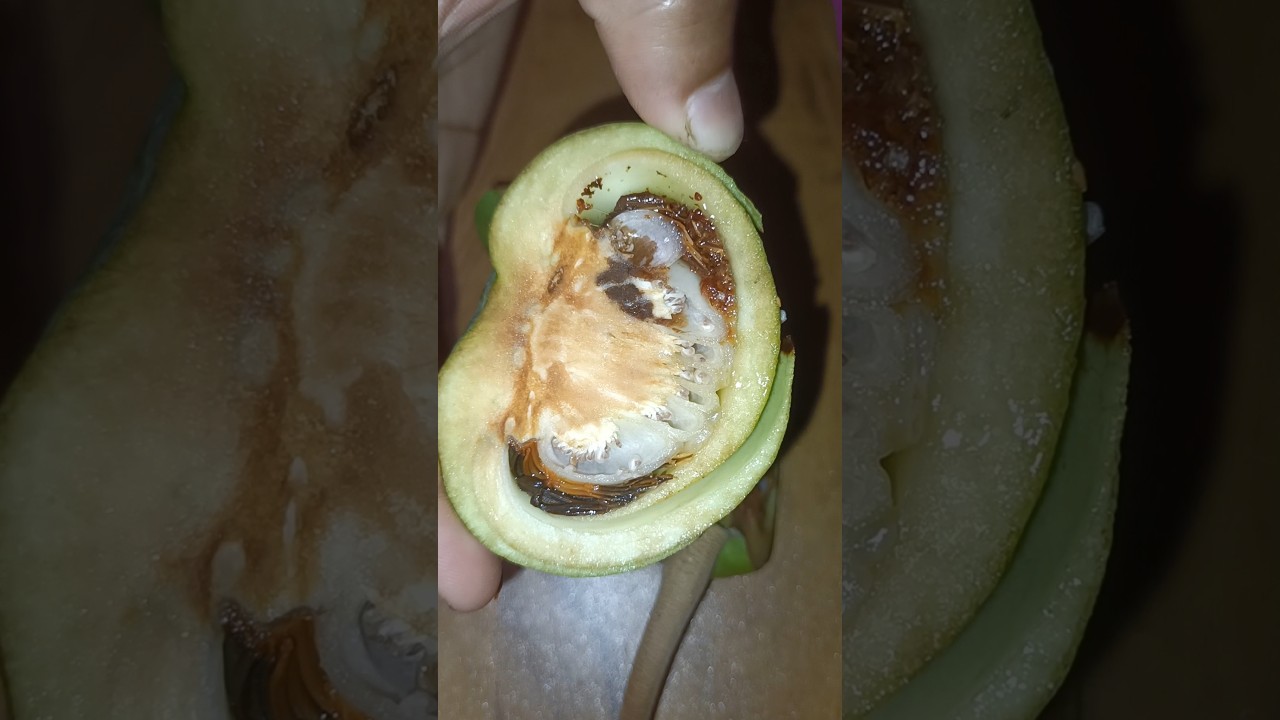 Chalta fruit || Elephant Apple fruit #shorts #vairalshorts  #trendingshorts #farming  #satisfying