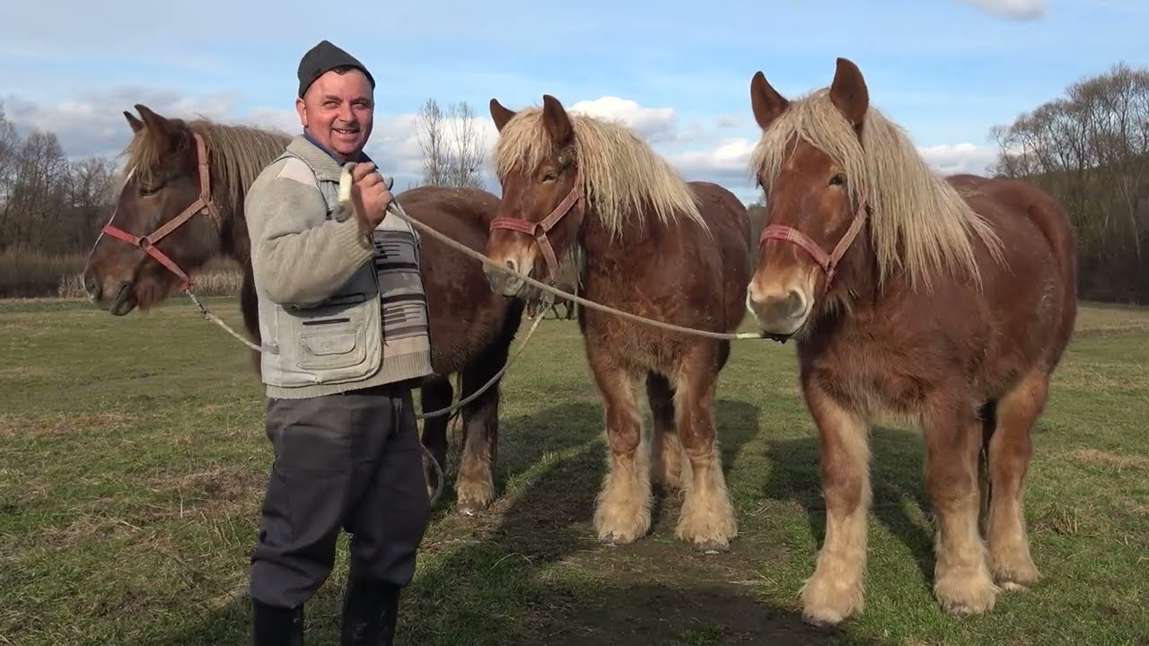 Caii lui Ionut de la Valenii Lapusului, Maramures - 2026 Nou!!!
