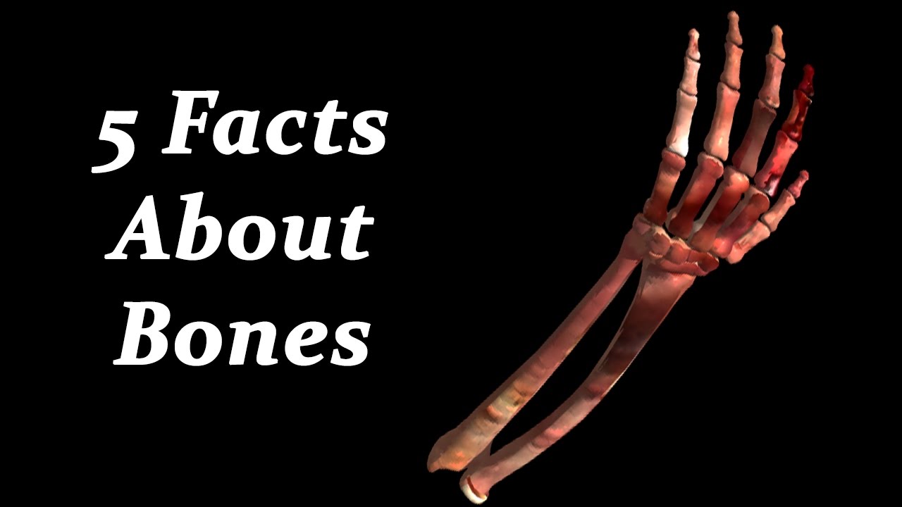 5 Facts About Bones