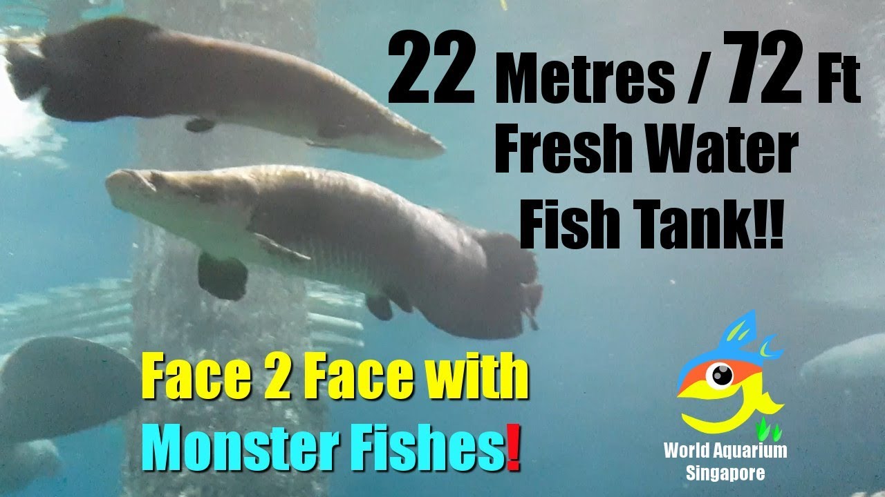Arapaima Giant 22metre 72ft Freshwater Aquarium Tanks with Giant Monster Fishes & RIVER SAFARI Part1