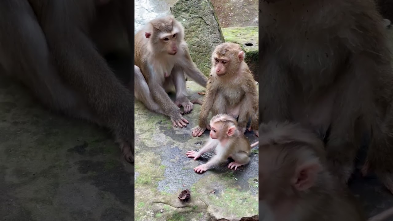 EP.14 Monkey family with lovely babies