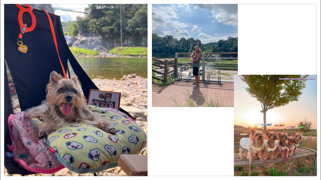 사랑하는 루시와 천사들과 수주팔봉 캠핑 , 스마일펫 , 뿌요꼬모패밀리 , 요크셔테리어 가족