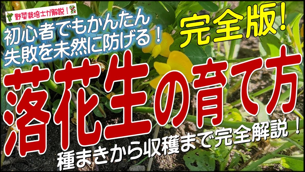 落花生の上手な育て方（種まきから収穫まで完全解説）ラッカセイ栽培方法のコツが掴める！