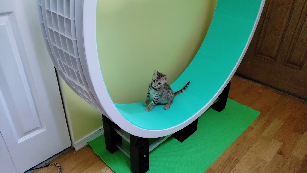 ZiggyDoo!