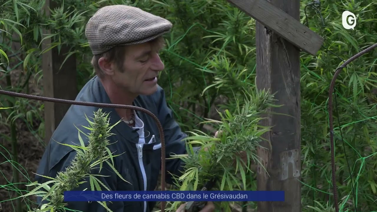 Reportage - Une plantation légale de cannabis dans le Grésivaudan
