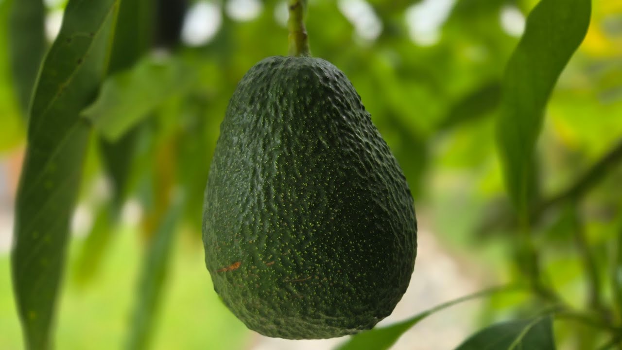Lamb Hass Avocado tree