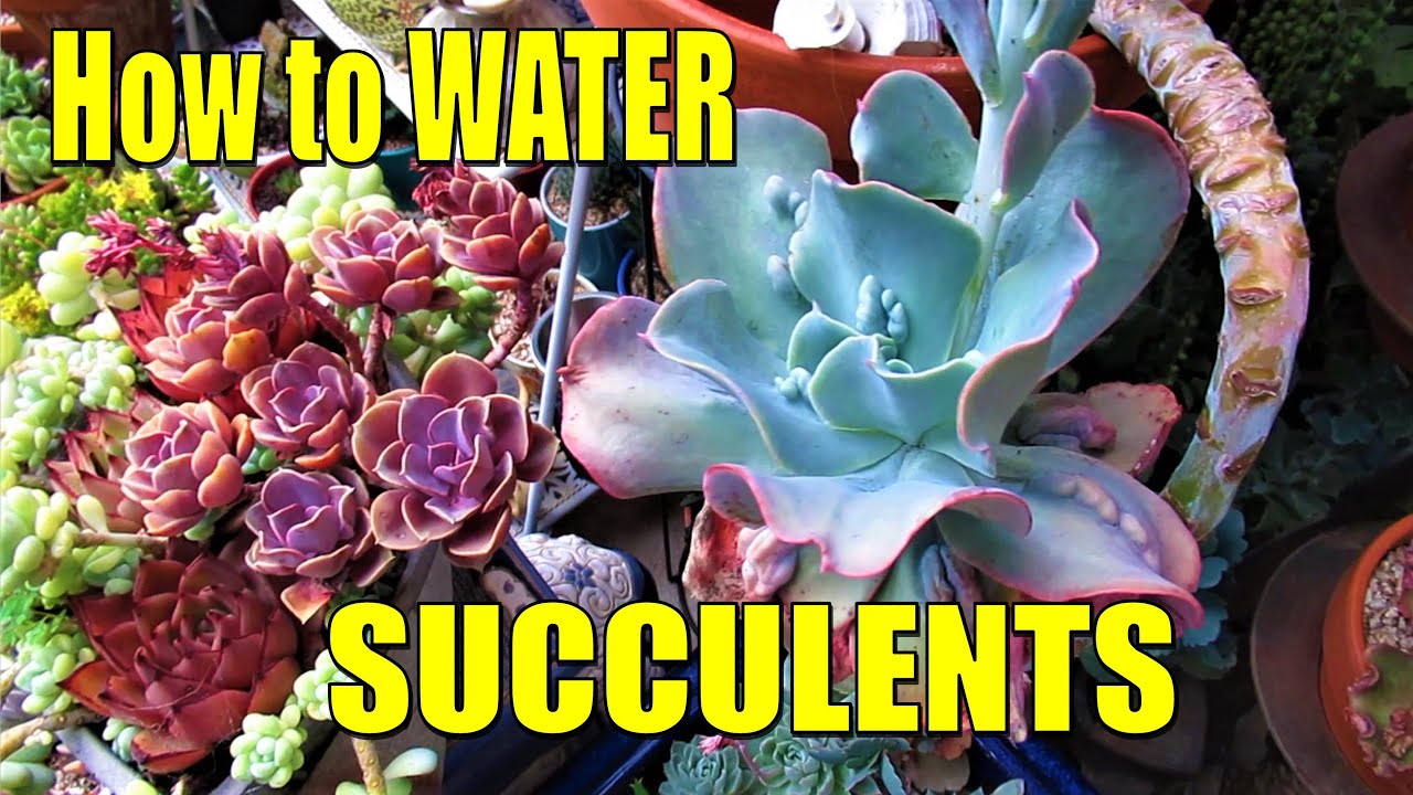HOW and WHEN to WATER SUCCULENTS | Comprehensive Guide
