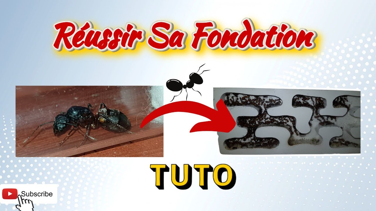 TUTO - COMMENT BIEN REUSSIR SA FONDATION DE FOURMIS 🐜
