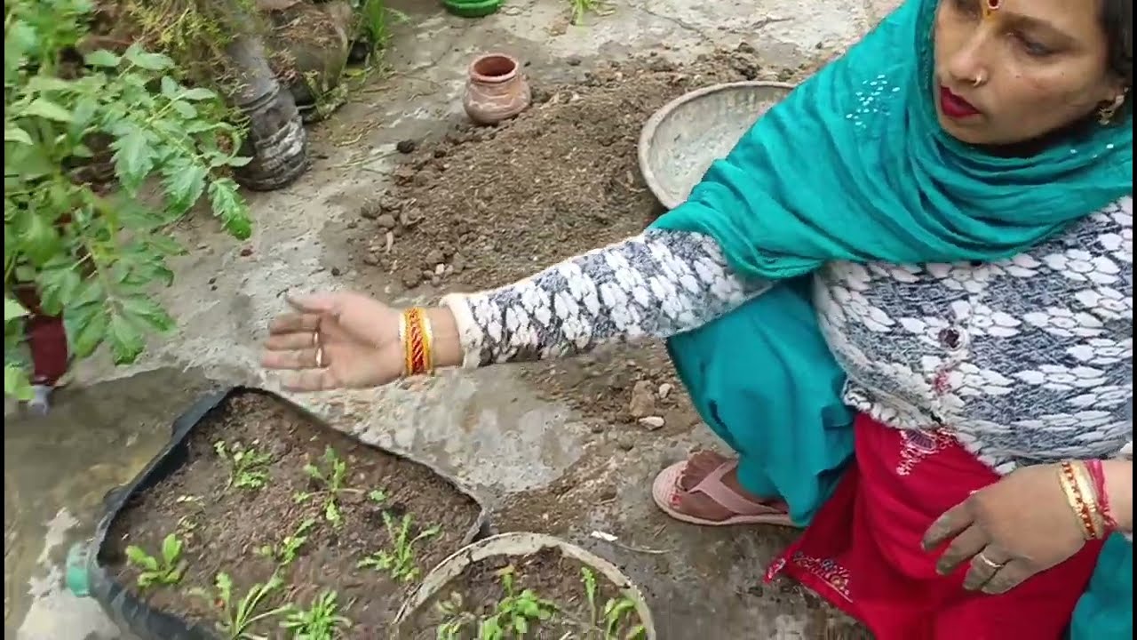 गलीबियोनिस या 🌼 ( क्राउन डेजी ) और गजेनिया को कैसे लगाएं ! मिट्टी कैसे तैयार करें !  Home 🌱 garden #