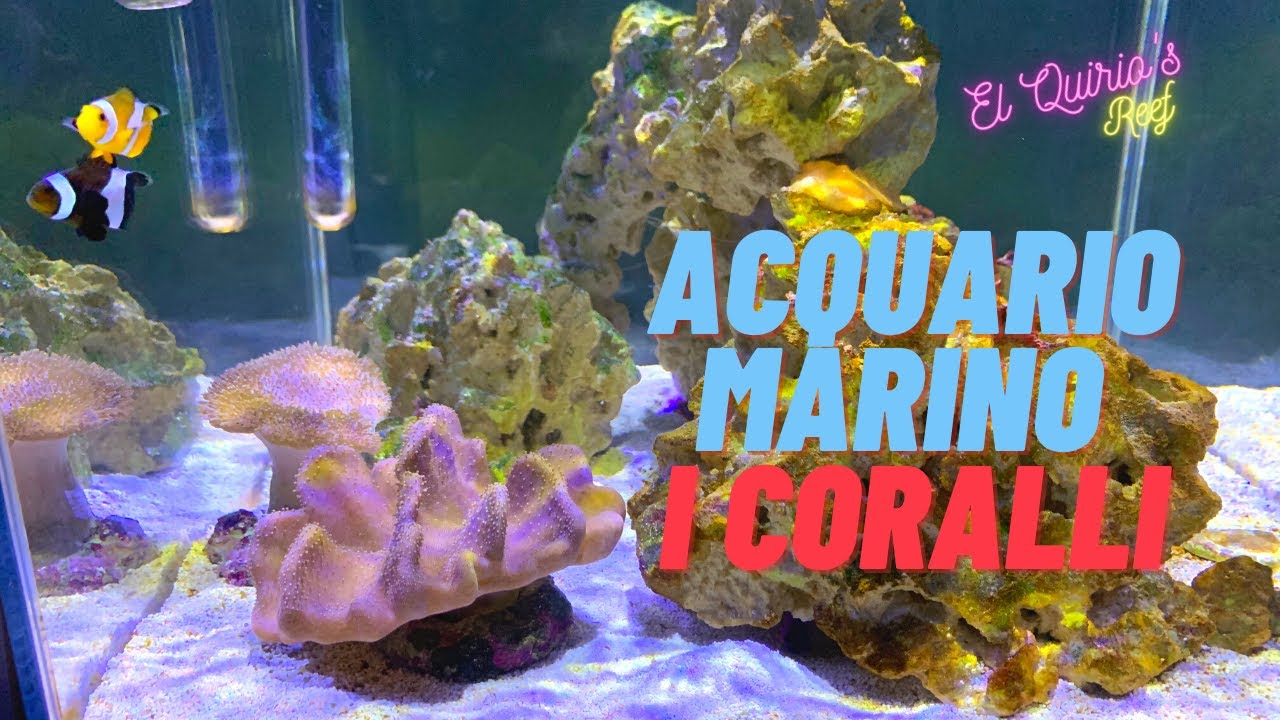 #12 Come allestire un acquario marino - Parte 7 - I primi coralli