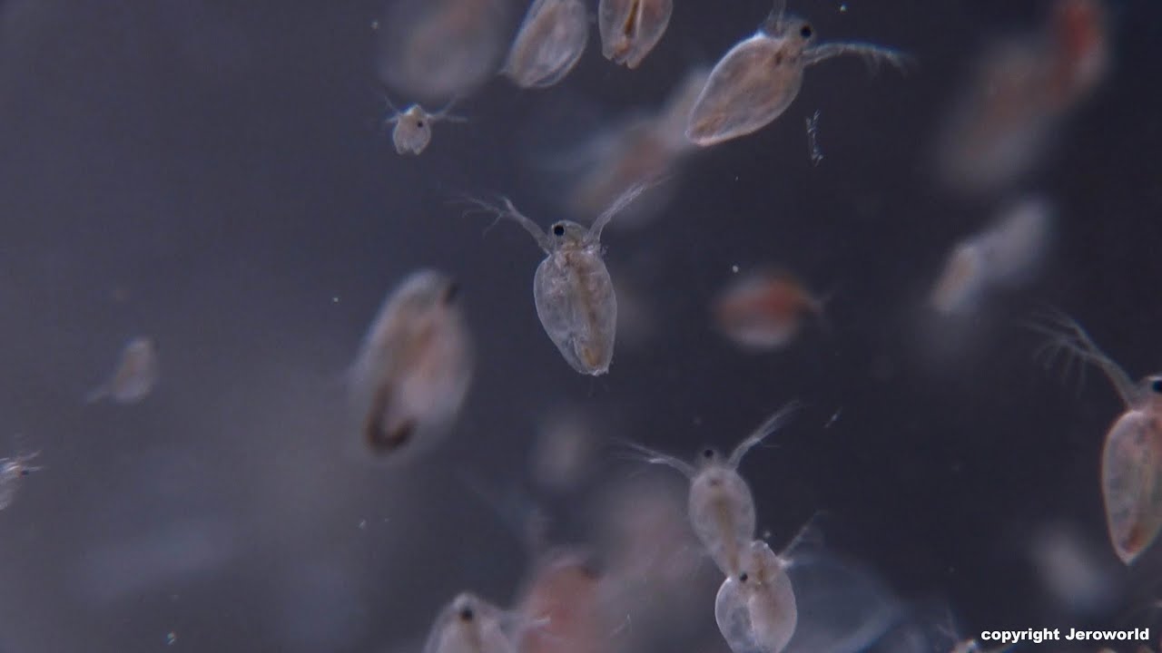 Wildlife Holland 5 CODE ROOD (fragment) zoetwaterplankton - jeroworld