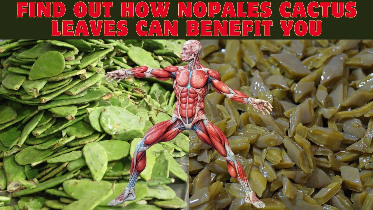 Find Out How Nopales Cactus Leaves Can Benefit You, 12 Health Benefits of Eating Cactus Leaves